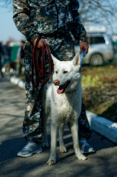Выставка собак